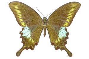 EXSML-091.png