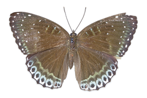 EXSML-194.png