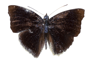 EXSML-190.png