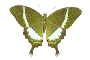 EXSML-092.png