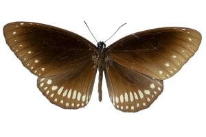EXSML-138.png