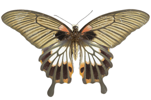EXSML-082.png