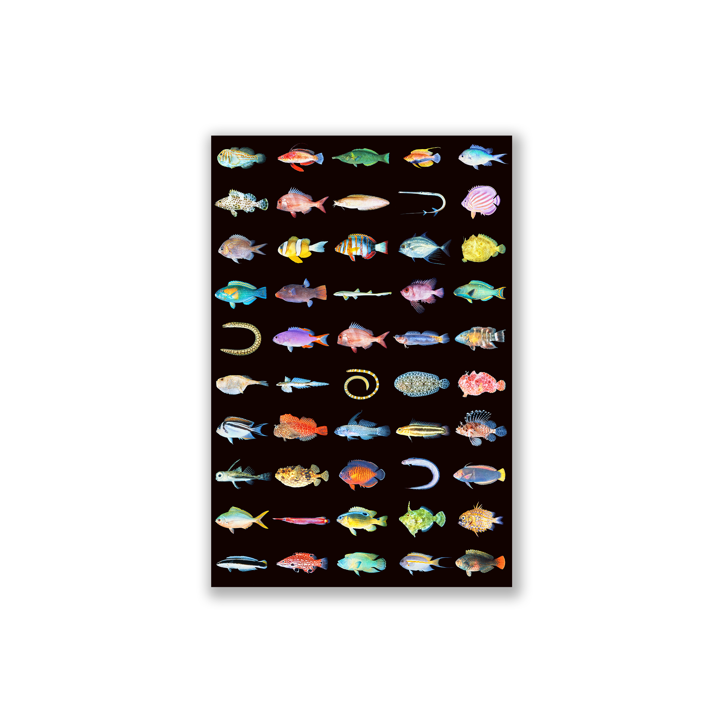 fishposter.png