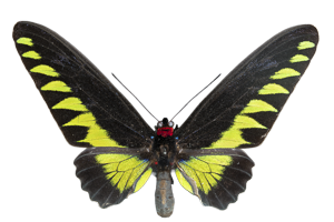 EXSML-087.png