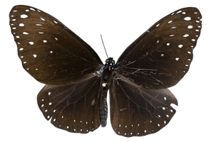 EXSML-139.png