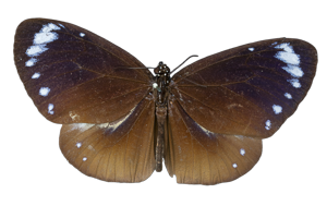 EXSML-135.png