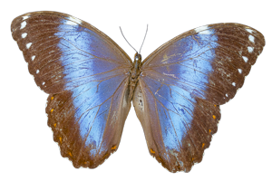 EXSML-125.png