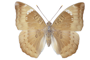EXSML-156.png