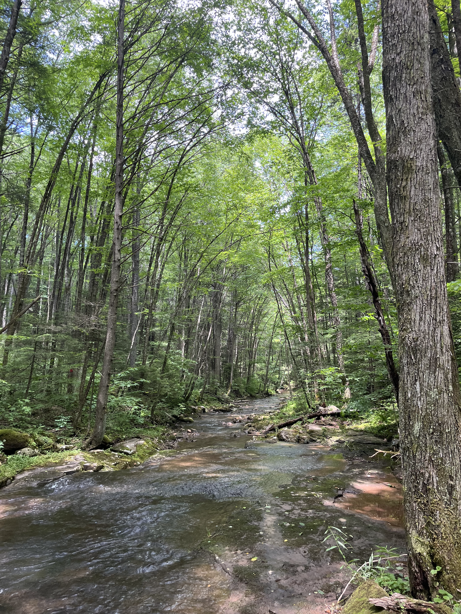 Rooted Practice: A Path to Becoming a Restorative Lawyer