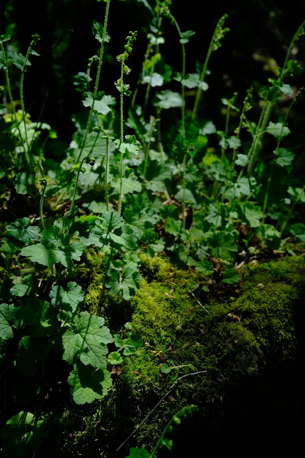 DSCF0205.JPG