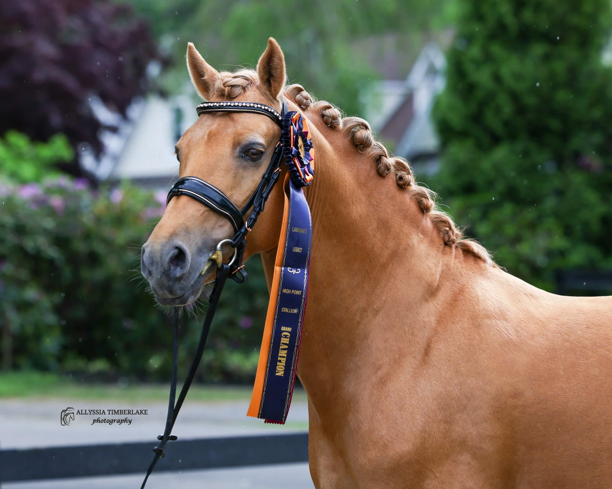 Goldjunge NEDA Spring 2026 high point stallion. Photo by Allyssia Timberlake