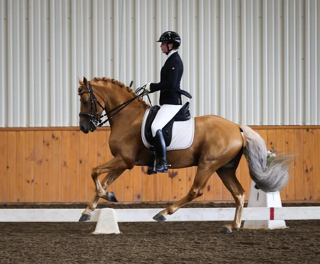 Goldjungeundersaddleathoughton.jpeg