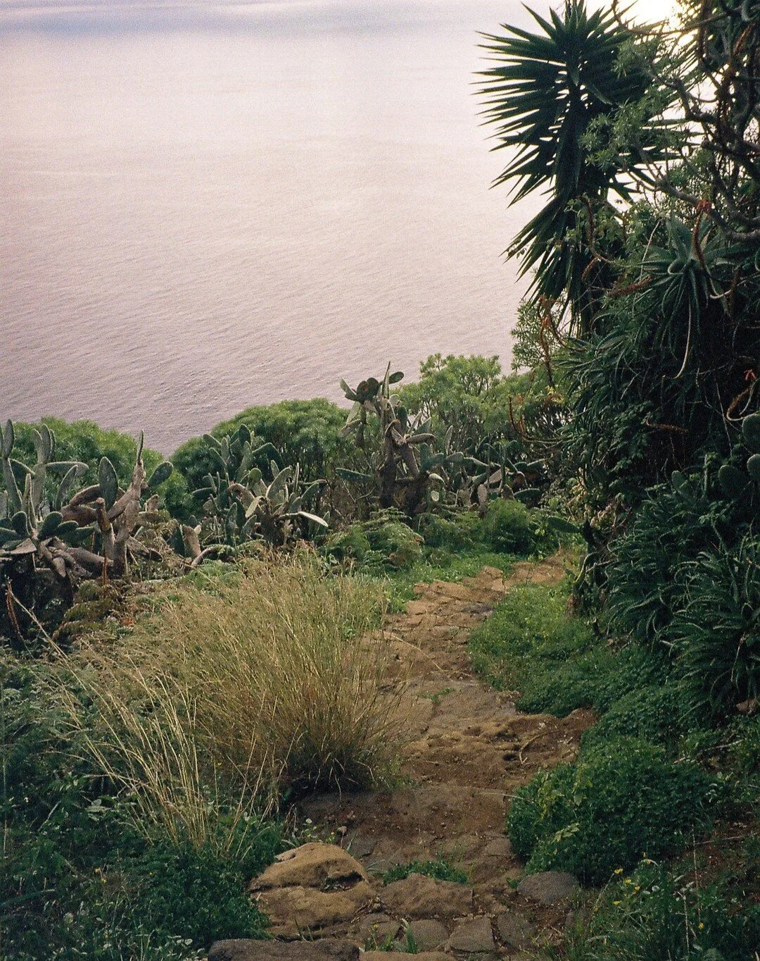 Look what I found in my archives &ndash; a winter hike in Madeira. Take me back, please!📸🌄

#35mm #35mmfilm #filmphotography #shootitwithfilm #35mmphotography #filmphotographers #madeira #shootitwithfilm #analogphotography #analogfilm #filmphotogra