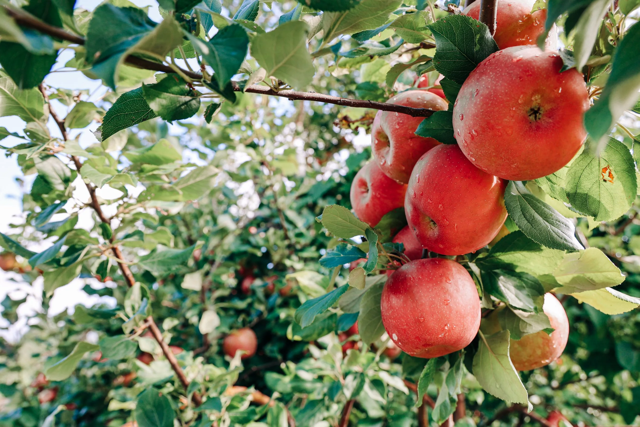 SARO Cider x National Arbor Day Foundation: “Root to Sip” Showcase
