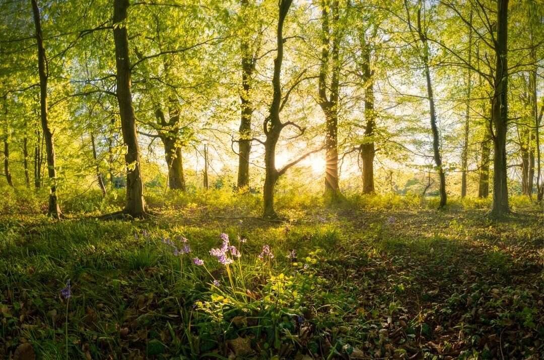 🌳🌄 The Spotlight 🌄🌳
.
Even the little things need a bit of a spotlight. 

Camera 📸 Sony A7Riii
Lens 🔎: Tamron 17-28mm F2.8
Took multiple shots for a panorama.

#landscape #woodlandphotography #woodland #nederland #fairytail #sonynederland #sony