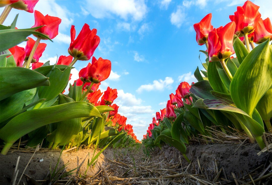 🌹🌷🌹🌷🌹🌷🌹🌷
Morning everyone,

Here are some of the pictures I took during the beautiful flower season in Noordwijkerhout/ Noordwijk during the daytime.

#mytamronstory #hollandinbeeld #tulips #tulipseason #sonyalpha #sonynederland #photography 