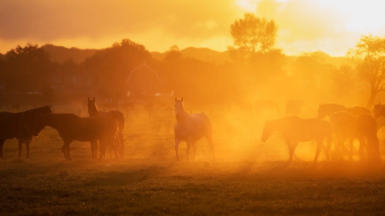 On my way to @boshut_panneland near the @amsterdamsewaterleidingduinen, a sudden glow lit up a field full of horses. Couldn&rsquo;t resist stopping for a few shots. What a perfect way to start the morning. 🐴🌤

Gear: @sony.benelux &amp; @tamronneder