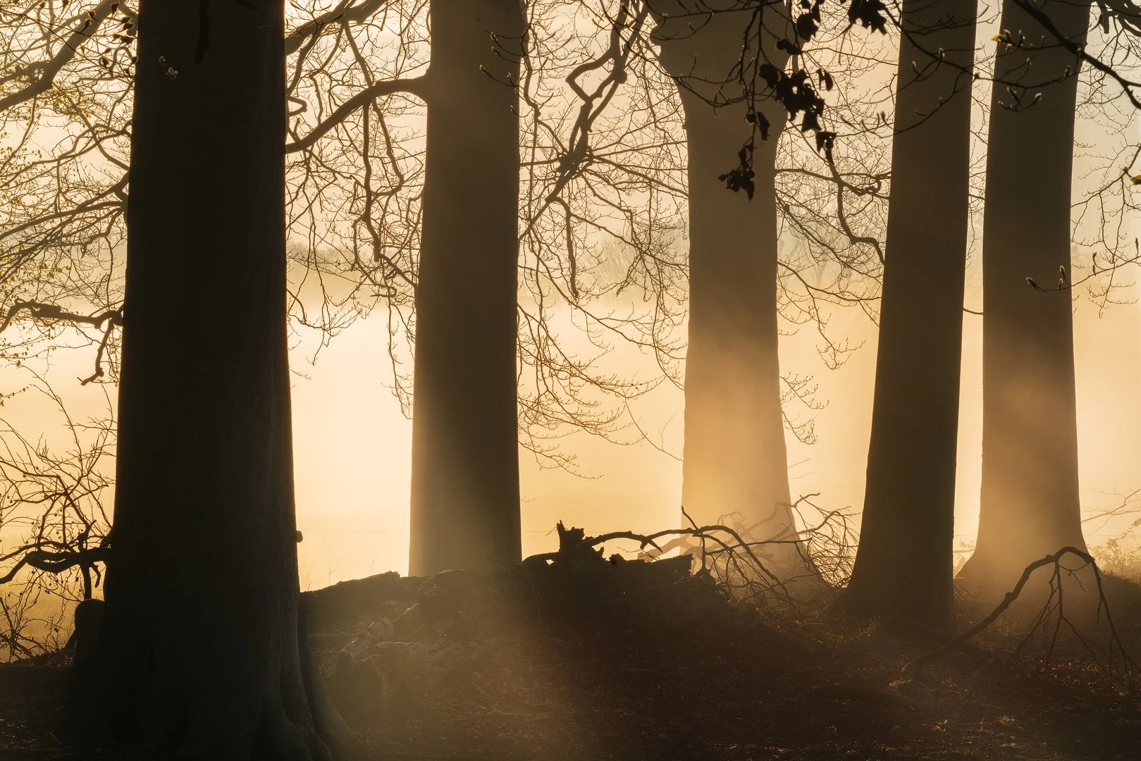 Hey everyone! It's been a hectic few months, so I haven&rsquo;t had the chance to post much, but it's good to be back. I snapped this little gem during a walk through the stunning @amsterdamsewaterleidingduinen. Nature never disappoints!

Gear:
@sony