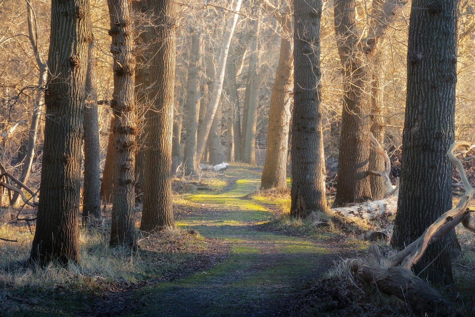 I revisited this special place, @nationaalparkzuidkennemerland, where the soft daylight dances through the trees and the world feels quiet. 

Camera &amp; Lens
@sony.benelux &amp; @tamronnederland 

#zuidkennemerland #zuidkennemerlandnationalpark #so