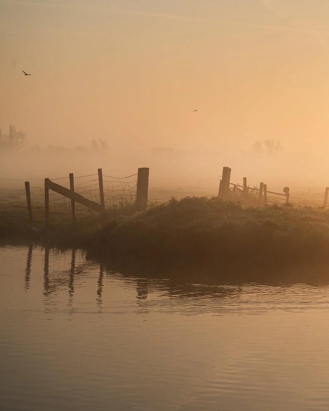 Just outside my doorstep, nature greeted me with this breathtaking scene. A peaceful morning walk turned into a golden hour spectacle. 🌅

Camera @sony.benelux 
lens @tamronnederland 

#photography #netherlands #dietsveld #haarlem #sonynederland #myt