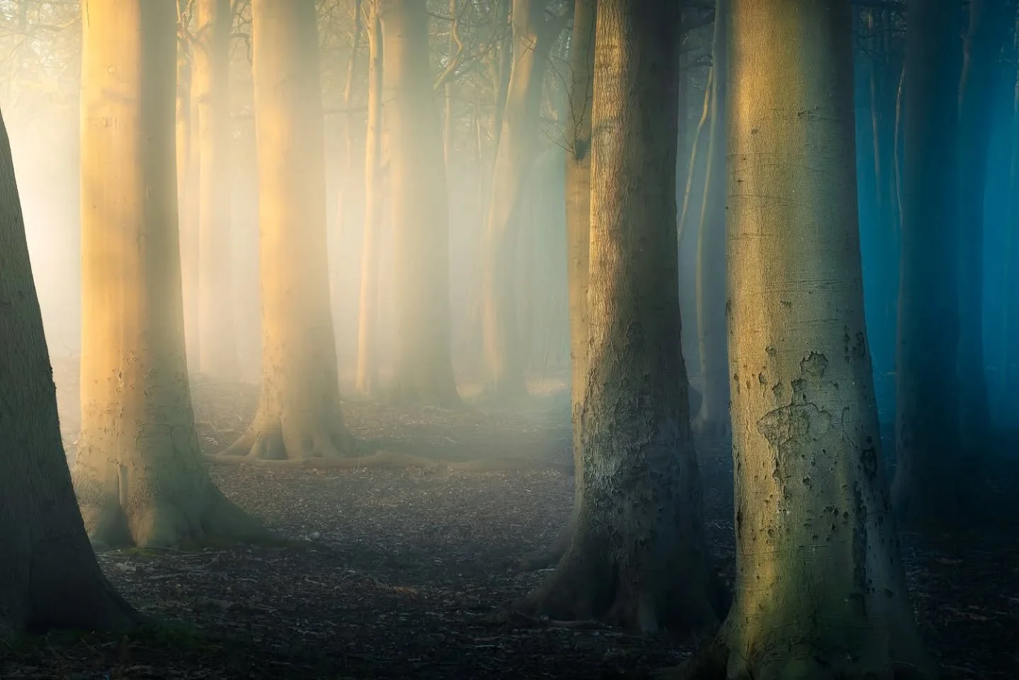 The kind of place where the noise fades, the light softens and the forest quietly reminds you to slow down... @amsterdamsewaterleidingduinen 🪾

Equipment:
@sony.benelux &amp; @tamronnederland 

@steffonreid 

#sonynederland #mytamronstory #amsterdam