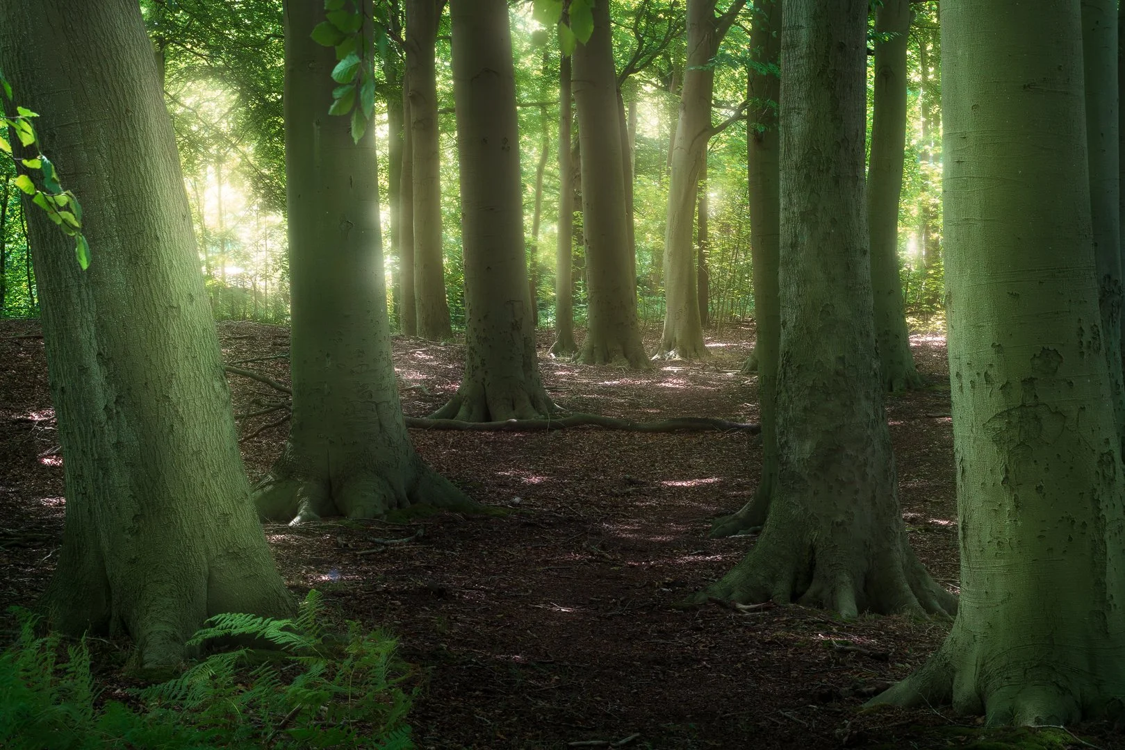 Hey everyone! It's been a while since my last post&mdash;hope you're all doing well!

I snapped this peaceful woodland shot just behind @boshut_panneland (with their kind permission, of course). Such a calm little spot.

@sony.benelux &amp; @tamronne