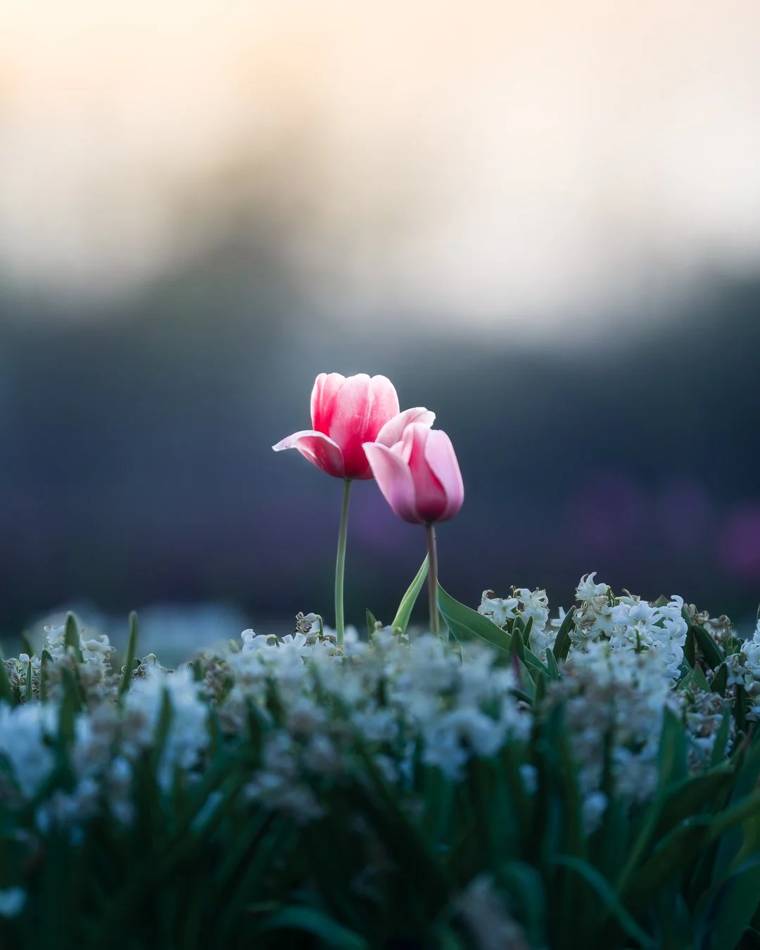 Golden hour didn&rsquo;t quite show up, but the tulips didn&rsquo;t need it anyway 🌷
Shot these in Noordwijkerhout with my @sony.benelux 200&ndash;600mm lens, staying behind the barriers and letting the lens do the work.

Quick reminder: these field