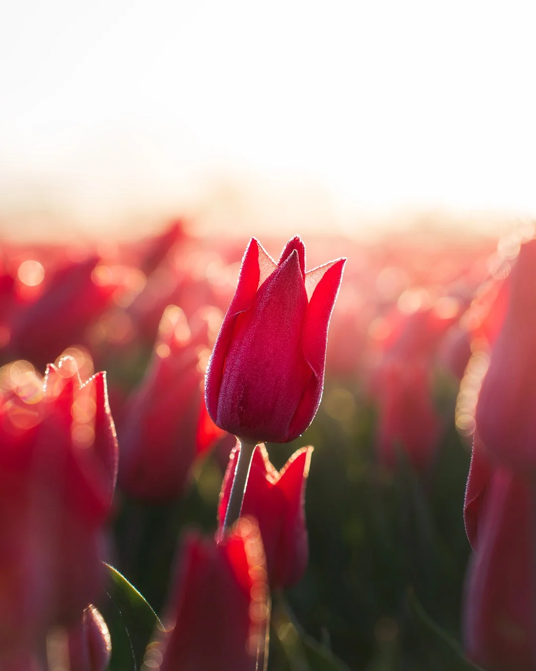 Flower season always feels like it disappears far too quickly, but this year I managed to experience it at its absolute best.

These photos were taken in Schermerhorn during my first time exploring the area, and the experience couldn&rsquo;t have bee