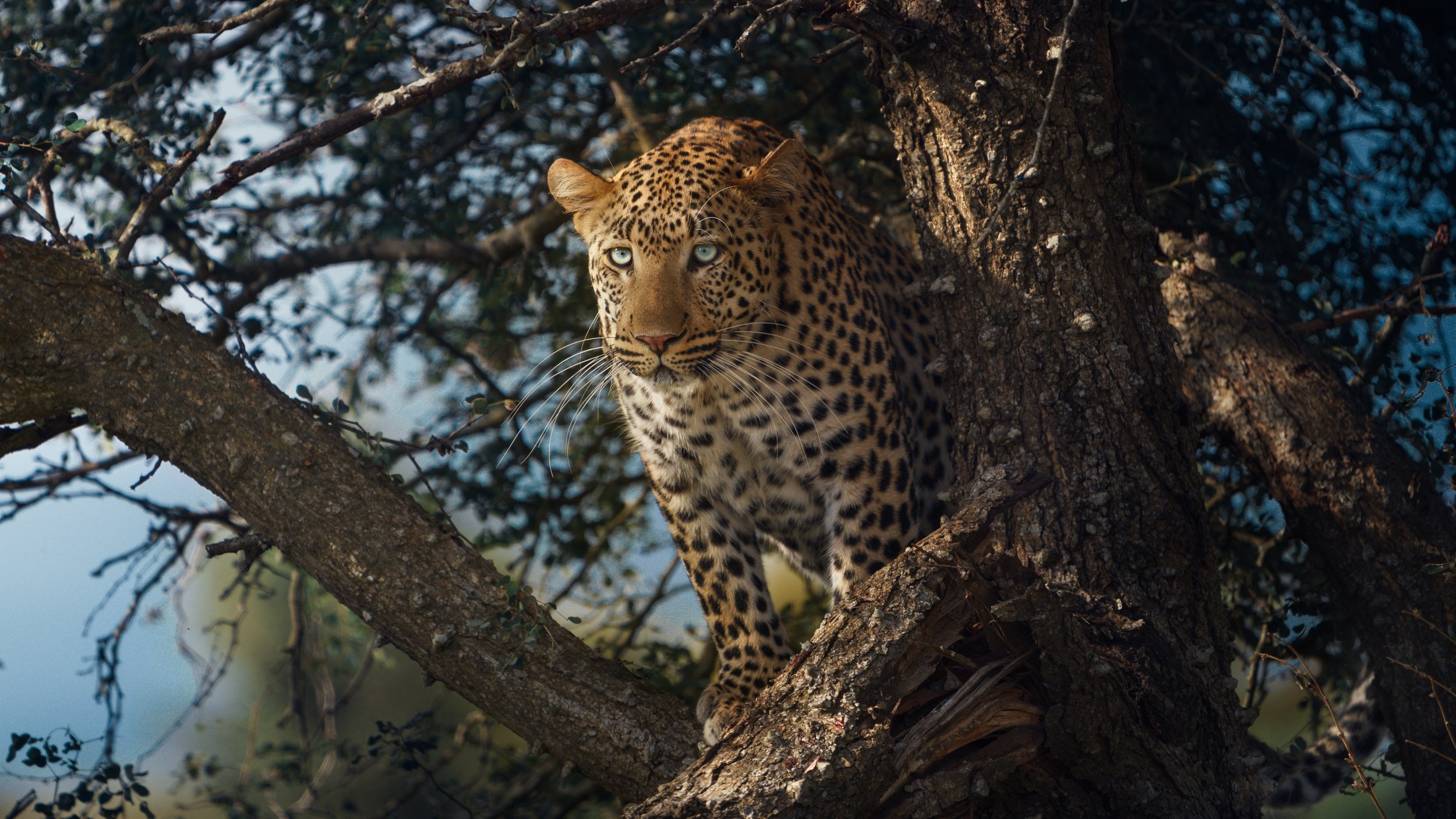 A jaguar perched on a tree branch, looking alert with piercing blue eyes, surrounded by dense branches and leaves.