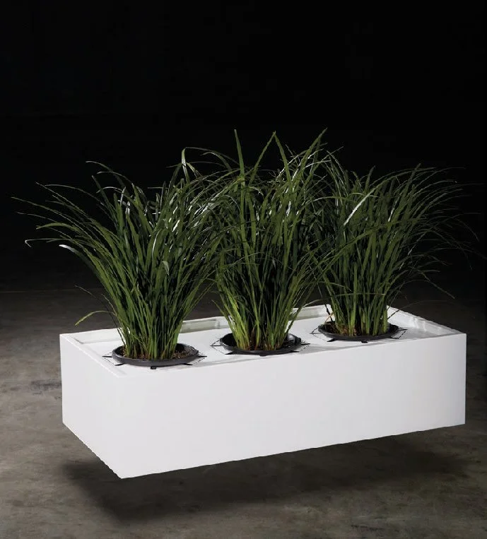 Three potted plants with tall green grass are placed in a white rectangular planter, set against a dark background.