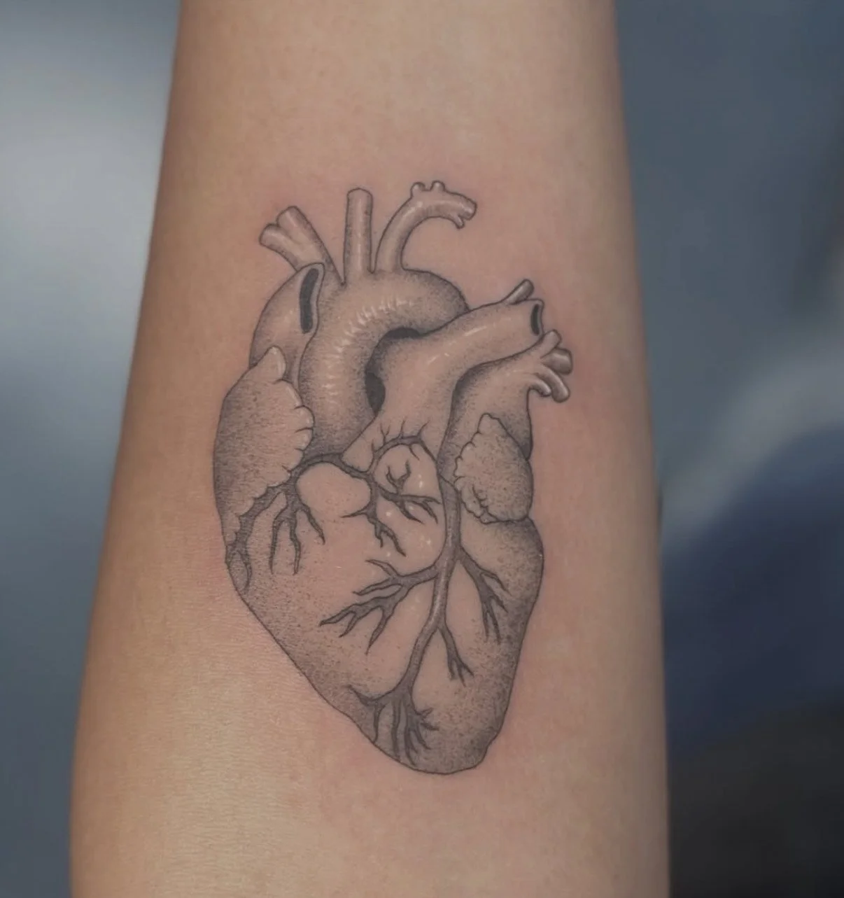 Black and gray fineline tattoo of an anatomical human heart on a person's arm.