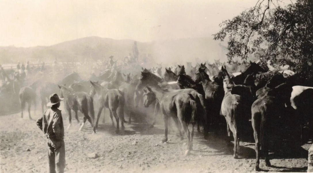 Horses in the pasture at La Osa.