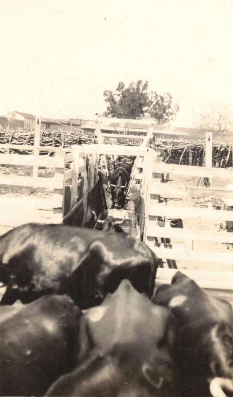A cattle dip tank at the border crossing.