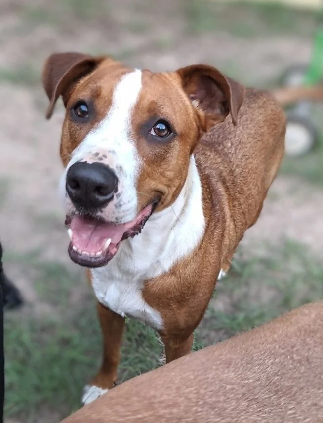 Happy brown and white dog with a white stripe on its face, looking up outdoors.