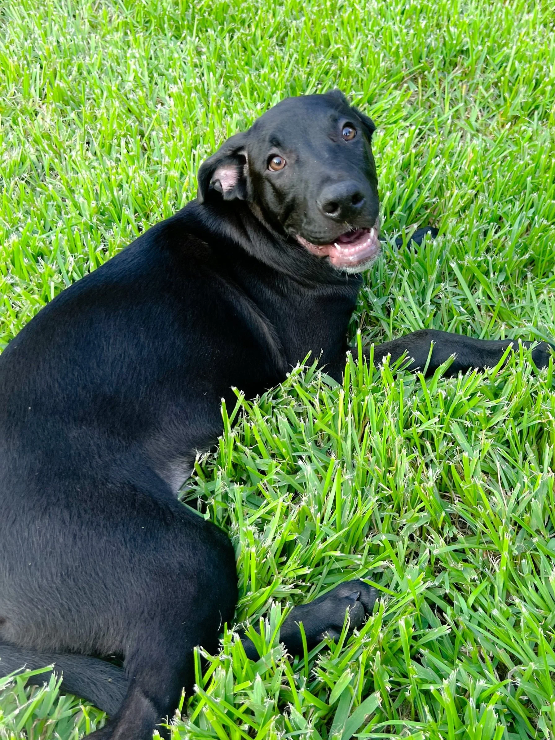 A black dog lying on green grass, looking up and smiling with its mouth open.