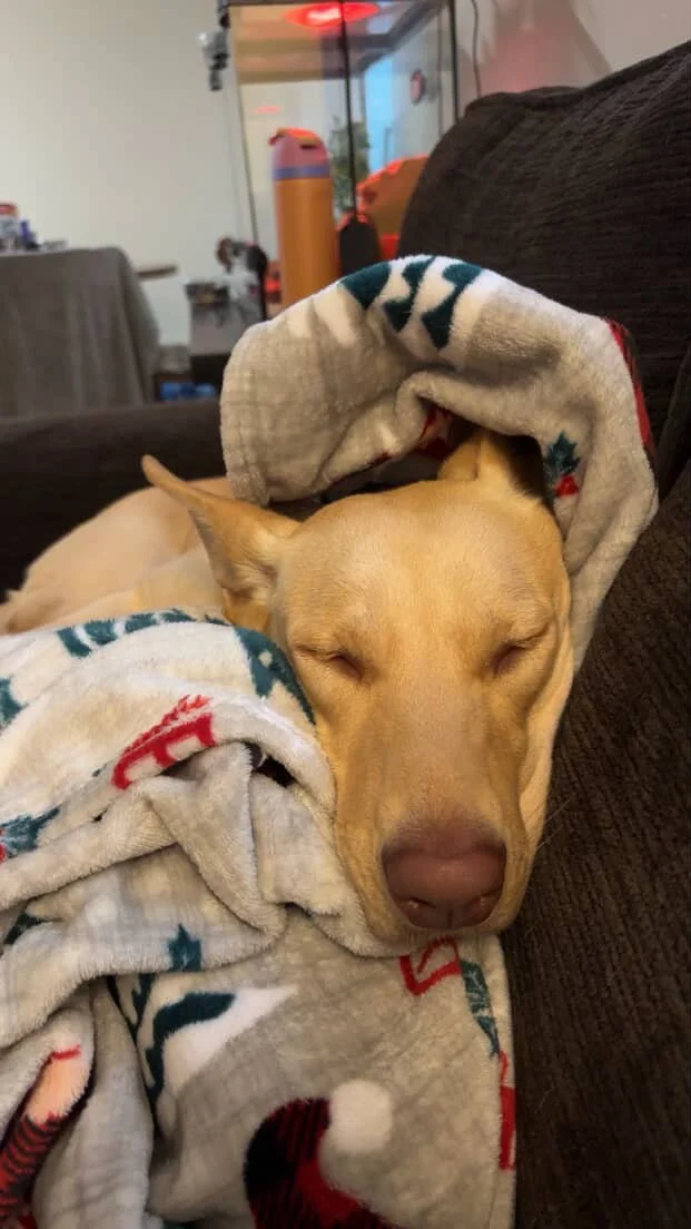 A dog sleeping peacefully on a brown couch, covered with a blanket that has red, white, and blue patterns. The dog's eyes are closed, and it looks very cozy.