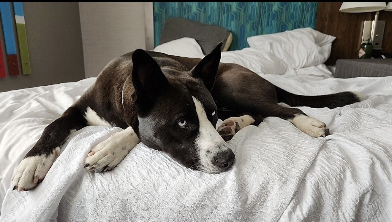 A black and white dog with heterochromatic eyes lying on a bed with white bedding.