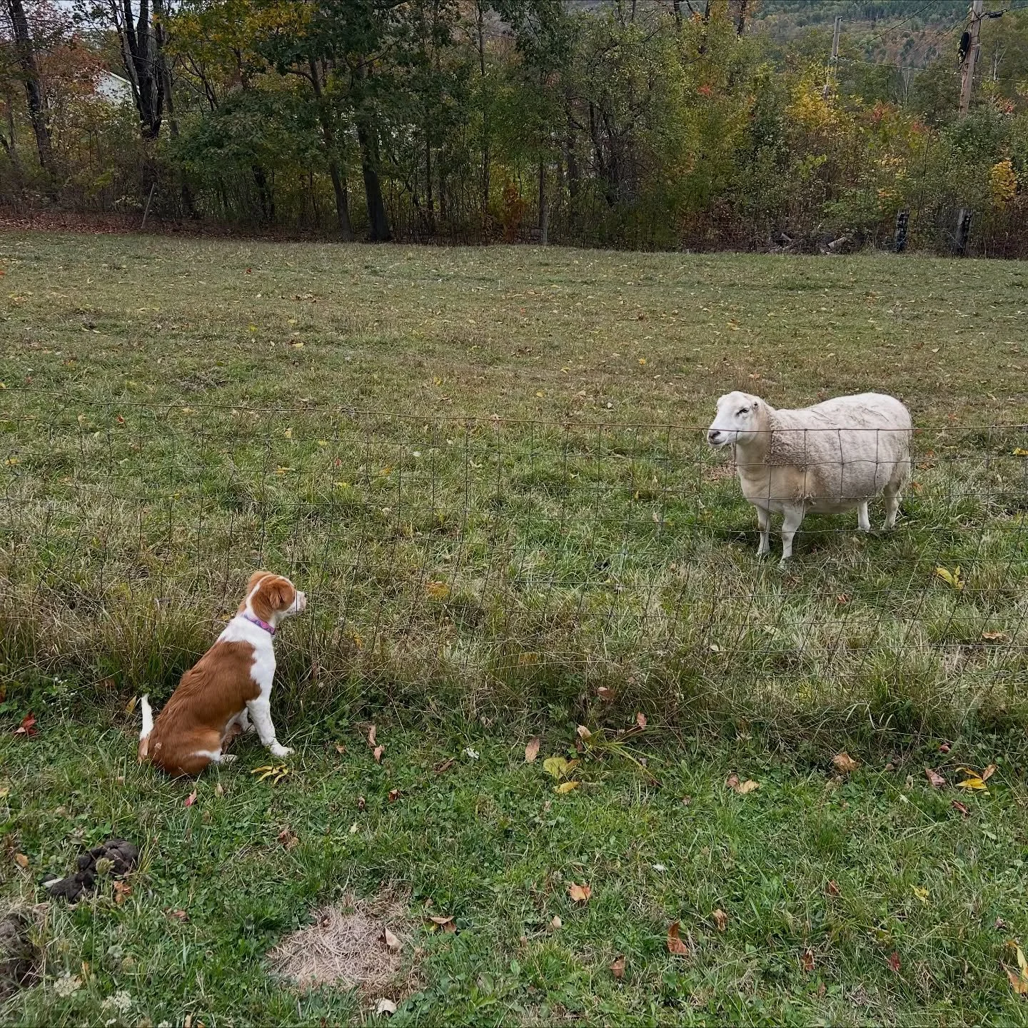 🍂🍎🐷ADOPTION UPDATES 🐷🍎🍂
Looks like a real life Charlotte's Webb to me 🥹 
Dory and her new family on the farm- and she's already farm manager! She is loving life in Vermont with endless love, roaming lands and plenty of animals to play with &a