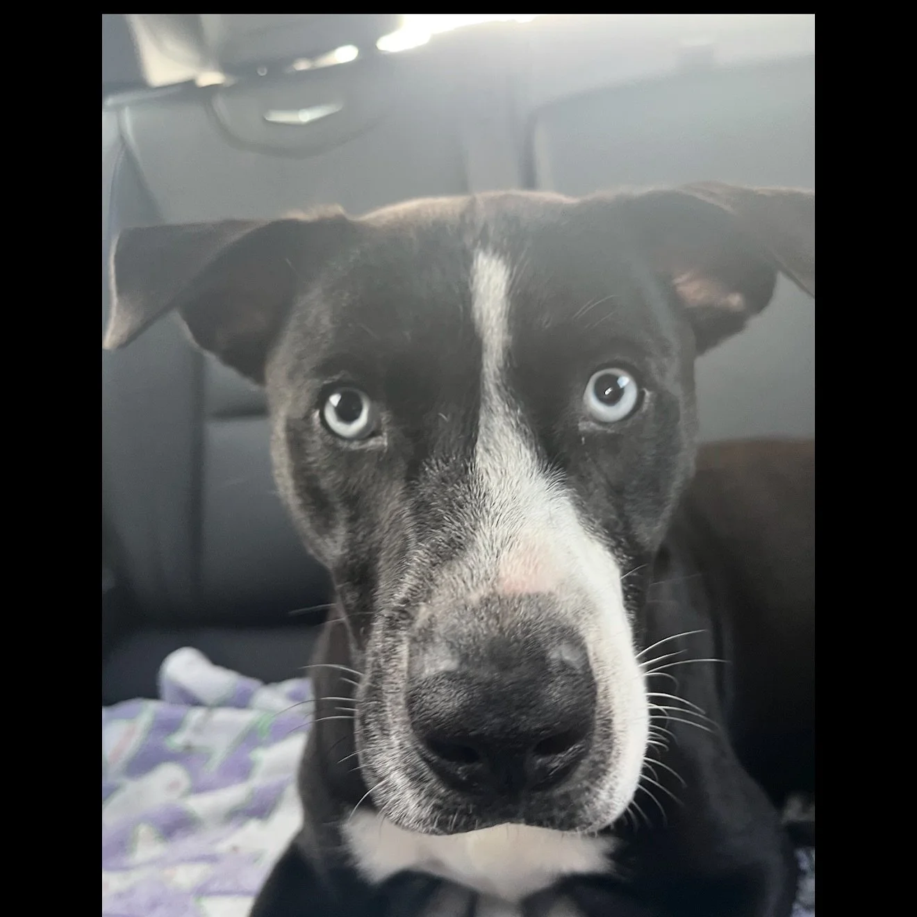 ✨💙Adoption Update 💙✨

From the crate to the couch &mdash; Jarvis hit the jackpot! 🐾🩵
Once a scared shelter pup, now living his best life with his favorite human by his side every step of the way. From morning snuggles to farm adventures, these tw