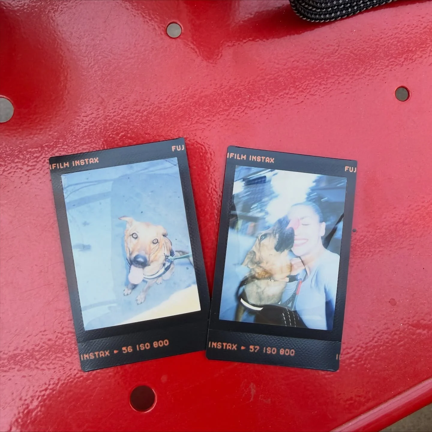 Since I started at @fosterdochouston it was nothing more than some volunteer hours, and picking their brains on how the dog rescue works here in Houston... it's been 7 months and they can't get rid of me. I'm now their project manager and outreach co