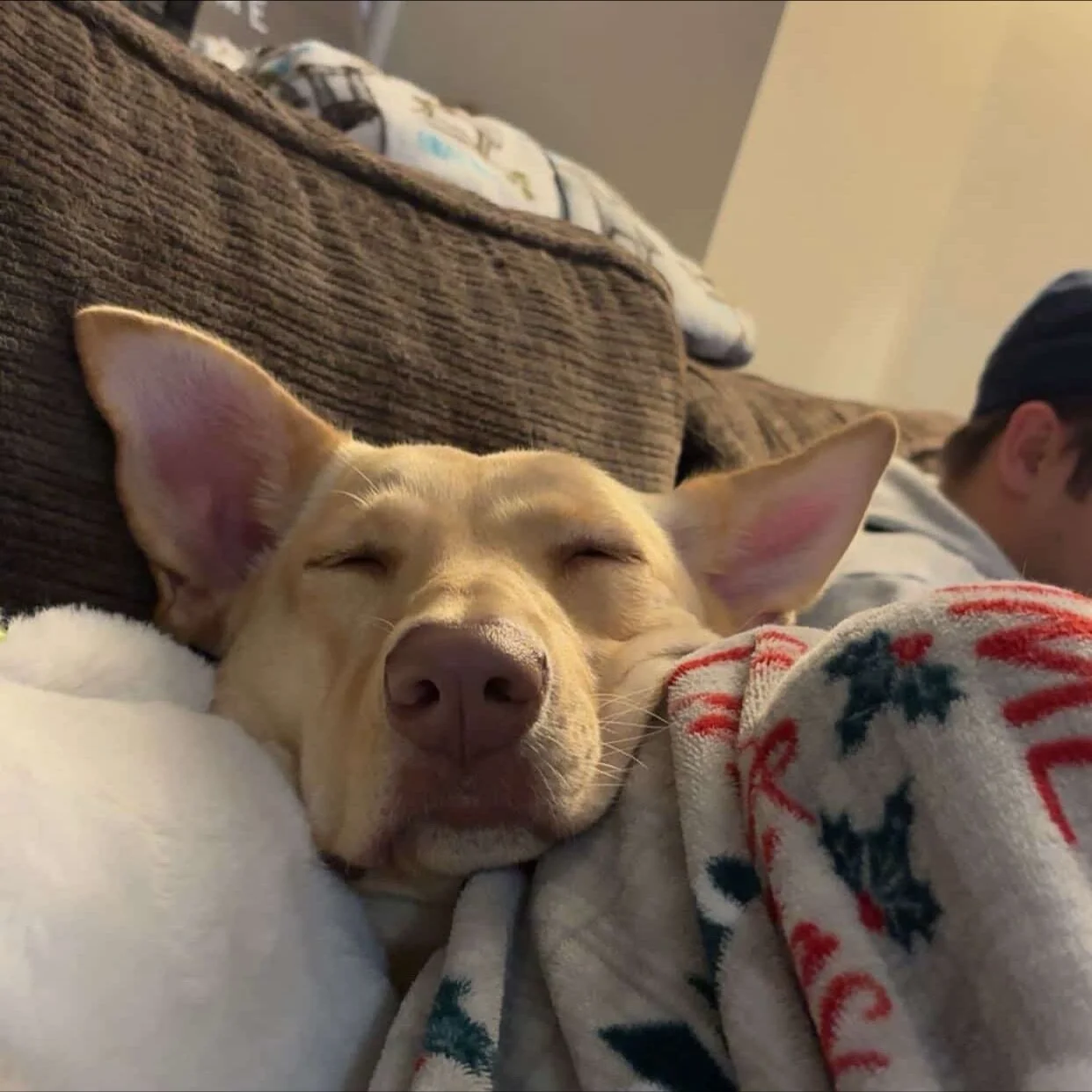 ✨💖ADOPTION UPDATES💖✨

Lizzie could not be doing any better with her new family! She's absolutely thriving being a hot dog, experienced snow for the first time and loving all the holiday decorations. This special girl deserves all the love. Thank yo