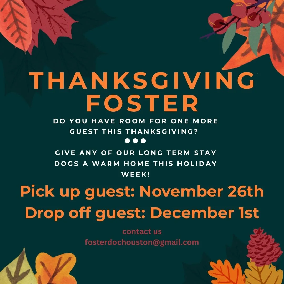 Give a shelter pup something to be thankful for this year 🥹 
One of our long term stay pups would be SO thankful to be apart of your family for the week! 
If you're cooking, I know some good sous chef's that would love to help out in the kitchen 😎
