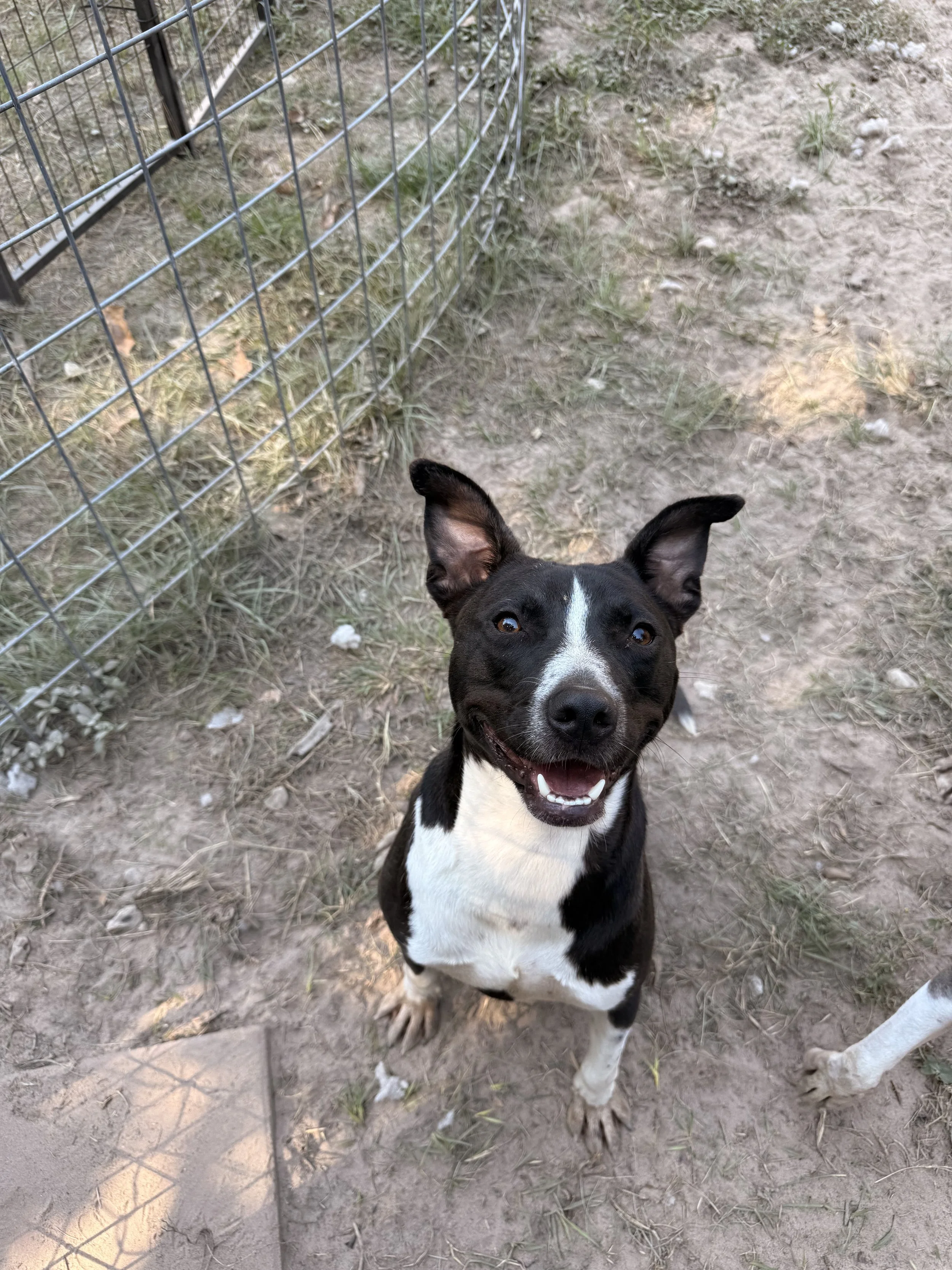Smiling black and white dog with one ear up and one ear flopped, sitting on dirt ground near a metal fence, looking up at the camera.