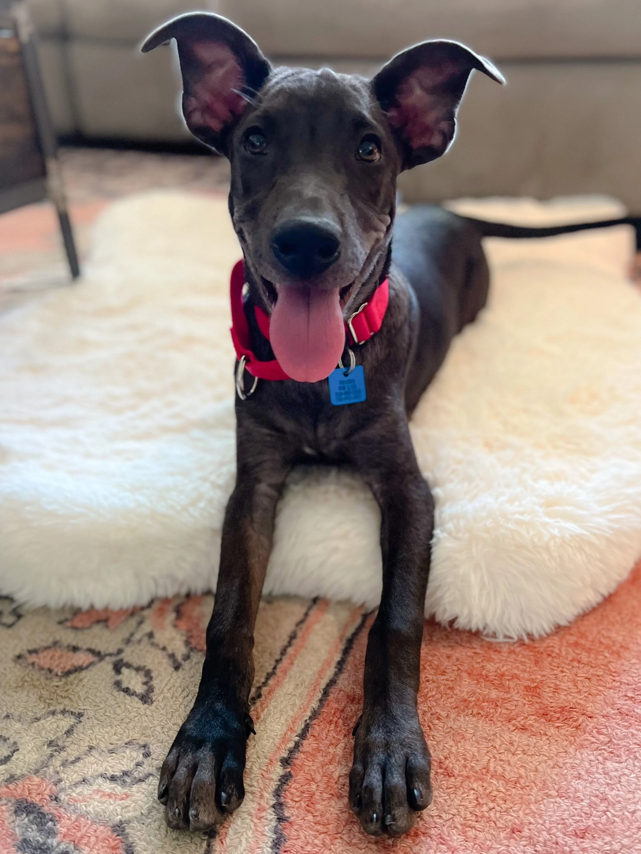 A happy black and brown dog with large ears, wearing a red collar with a blue tag, lying on a cozy white rug.
