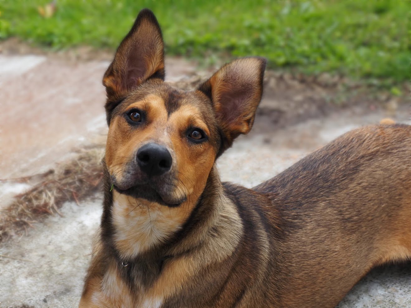 A brown dog with large ears lying on the ground with grass in the background.