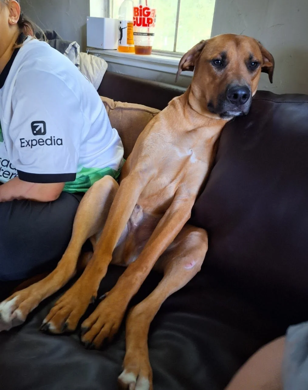 A large, brown dog with a black nose and expressive eyes sitting on a black leather couch, leaning against a pillow, next to a person wearing a white sports jersey with a black logo on the sleeve. The background shows a window with sunlight, a white box, a bottle of medication, and a large cup with a straw.