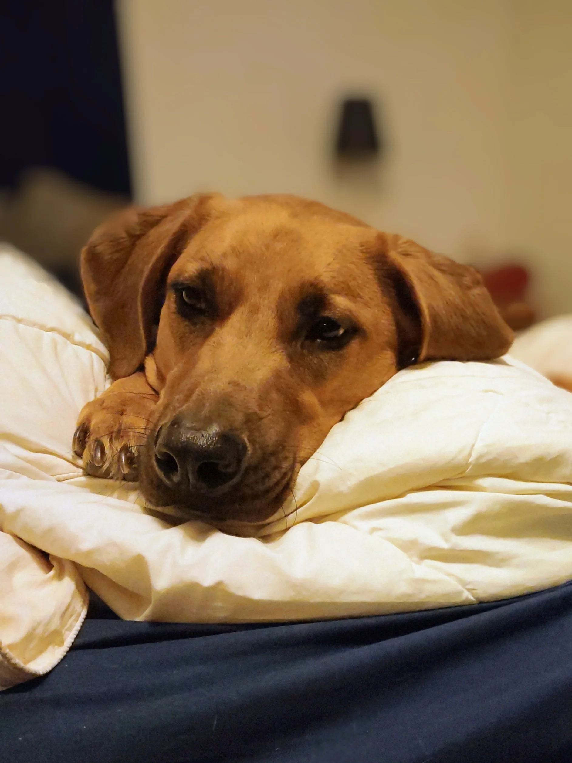 A brown dog lying on a bed with a white pillow, resting its head and looking at the camera.