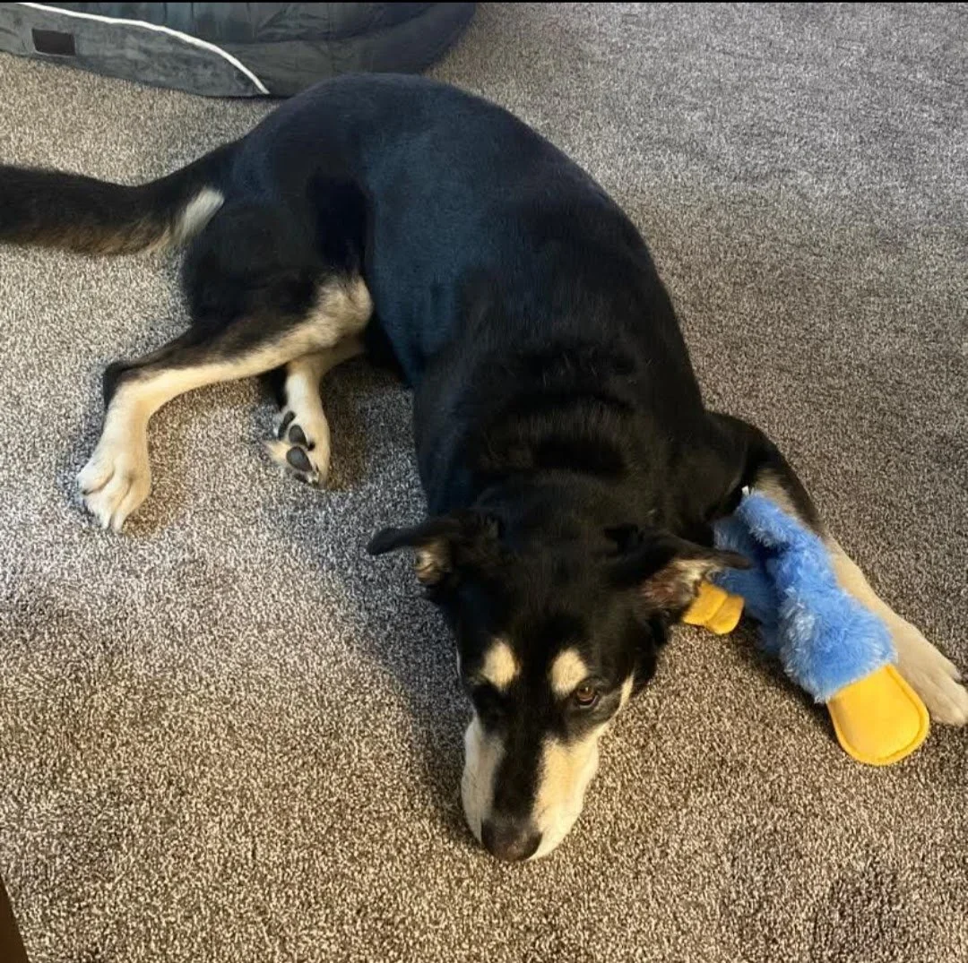 A black and white dog lying on a carpeted floor with a blue and yellow toy or sock on its paw.