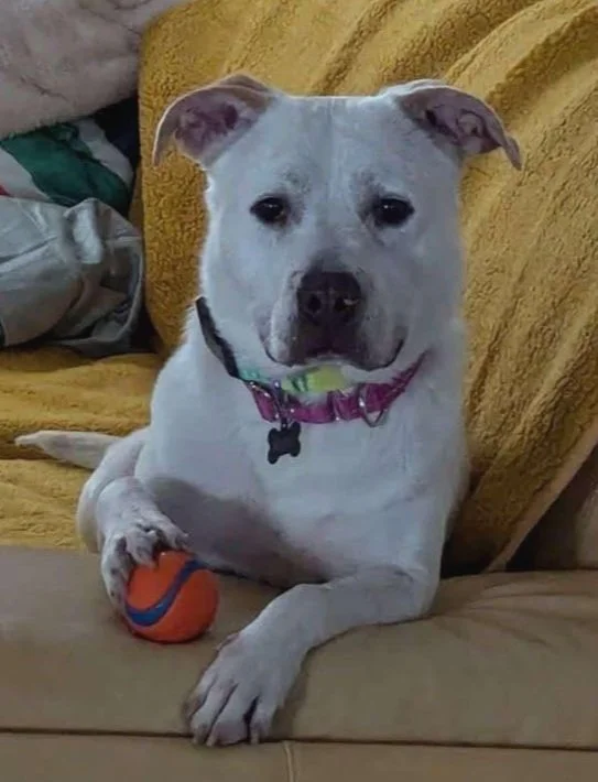 A white dog with a black collar and a pink collar holding an orange and blue toy on a couch.