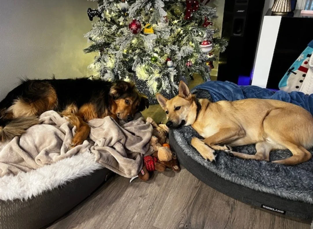 Two dogs lying on their respective beds near a decorated Christmas tree, with toys between them.